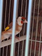 2 distelvinken te koop / te ruil, Animaux & Accessoires, Oiseaux | Oiseaux Autre, Plusieurs animaux, Oiseau chanteur sauvage, Bagué