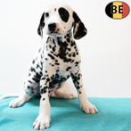 Prachtige Dalmatiër-puppy’s te koop, Dieren en Toebehoren, België, Dalmatiër, Handelaar, CDV (hondenziekte)