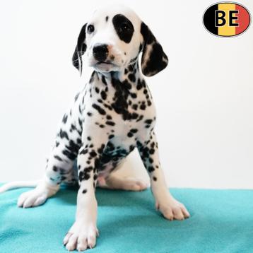 Prachtige Dalmatiër-puppy’s te koop beschikbaar voor biedingen