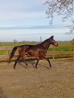 Splendide jument, Animaux & Accessoires, Chevaux, Jument, Z