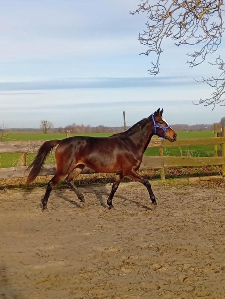 Splendide jument, Animaux & Accessoires, Chevaux, Jument, Z