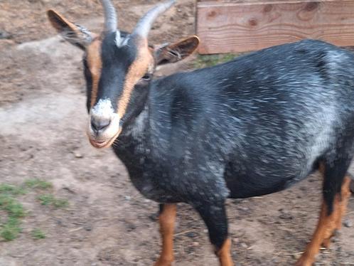 Zeer lief, prachtig , jong dwerggeitje, Dieren en Toebehoren, Schapen, Geiten en Varkens, Geit, Vrouwelijk, 0 tot 2 jaar