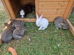 Verschillende Duitse Reus Konijnen te koop, Dieren en Toebehoren, Konijnen, Meerdere dieren, Groot, 0 tot 2 jaar