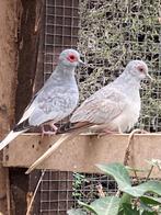 Diamantduiven, Dieren en Toebehoren, Vogels | Duiven, Overige soorten, Meerdere dieren