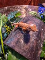 Jonge Baardagaam – Hypo morph blood red