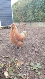 Zijdehoen haantjes gratis, Dieren en Toebehoren, Pluimvee, Mannelijk, Kip