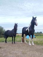 GEZOCHT halve stal, Dieren en Toebehoren, Paarden, Met stamboom, Minder dan 160 cm, Hengst, 3 tot 6 jaar