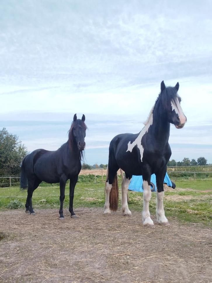 GEZOCHT halve stal, Dieren en Toebehoren, Paarden, Hengst, Onbeleerd, Minder dan 160 cm, 3 tot 6 jaar, Recreatiepaard, Met stamboom