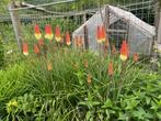 Vuurpijl planten, Tuin en Terras, Planten | Tuinplanten, Ophalen of Verzenden, Vaste plant
