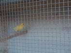 Te koop, Animaux & Accessoires, Oiseaux | Canaris, Femelle, Canari chanteur