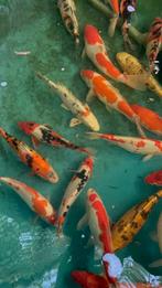 Promotie!! Japanse koi 30-35cm, Dieren en Toebehoren, Vissen | Vijvervissen, Karper of Koi