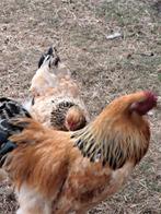 broedeieren Brahma kippen, Dieren en Toebehoren, Kip