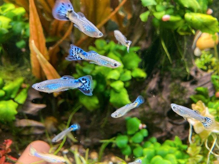 Guppy blauwe snakeskin, Animaux & Accessoires, Poissons | Poissons d'aquarium, Poisson d'eau douce, Poisson, Banc de poissons