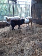 Jonge ouessant ooitjes, Dieren en Toebehoren, Schapen, Geiten en Varkens