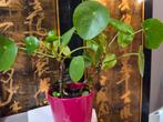 Plante intérieur crassula Jade et monnaie chinois, Ophalen