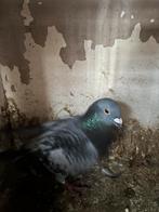 Een mooie postduif van deze jaar, Dieren en Toebehoren, Postduif