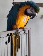❤️❤️❤️   BLAUWGELE ARA IS EEN POP  8 JAAR OUD, Dieren en Toebehoren, Vogels | Parkieten en Papegaaien, Vrouwelijk, Papegaai, Pratend