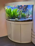 JUWEL TRIGON 190, Dieren en Toebehoren, Ophalen, Gebruikt, Leeg aquarium