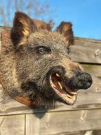 Everzwijn kop opgezette, Enlèvement