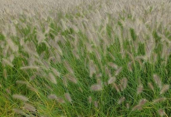 Pennisetum 3L op bestelling, Tuin en Terras, Planten | Tuinplanten, Siergrassen, Ophalen