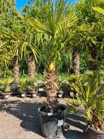 Winterharde palmboom Trachycarpus Fortunei, Ophalen, Halfschaduw, Palmboom