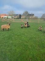 Hampshire down ooi met ooi lam, Animaux & Accessoires, Moutons, Chèvres & Cochons