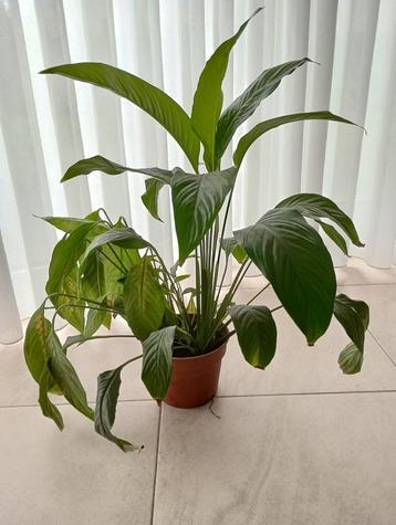 Plant Spathiphyllum