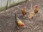 Leghorn goudpatrijs, Meerdere dieren, Kip