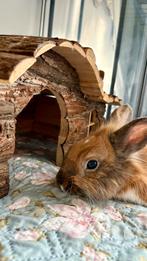 Adoption Lapins, Dieren en Toebehoren, Knaagdieren en Konijnen | Toebehoren, Ophalen