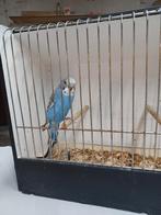 jonge grasparkieten, Dieren en Toebehoren, Vogels | Parkieten en Papegaaien, Parkiet, Tam