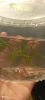 Garnalen, Dieren en Toebehoren