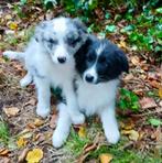 Border collie pups, Dieren en Toebehoren, België, Fokker | Hobbymatig, 8 tot 15 weken, CDV (hondenziekte)