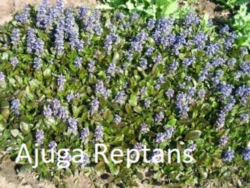 Bodembedekkers in een 3-tal soorten, Jardin & Terrasse, Plantes | Jardin, Plante fixe, Couvre-sol, Printemps, Enlèvement