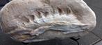 Mâchoire de mosasaurus, fossile de dinosaure 100% original, Enlèvement, Fossile