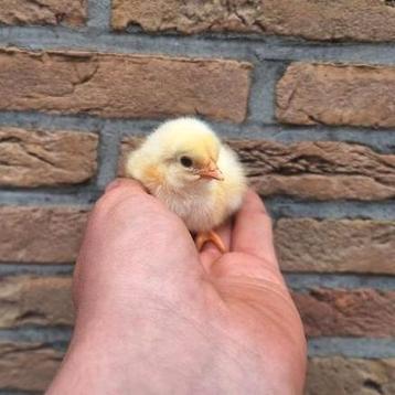 Sussex kuikens beschikbaar  beschikbaar voor biedingen