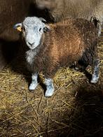 Herdwick ram, Dieren en Toebehoren, Schapen, Geiten en Varkens