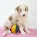 Border Collie - Belgisch pups te koop, CDV (hondenziekte), Meerdere, 8 tot 15 weken, Meerdere dieren