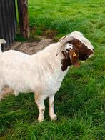 Boerenbok met stamboom, Dieren en Toebehoren, Schapen, Geiten en Varkens