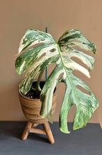 Monstera variegata XXL, Ophalen