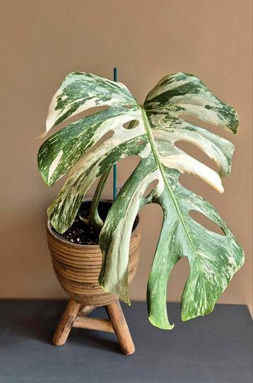 Monstera variegata XXL beschikbaar voor biedingen