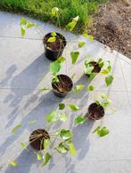 Flaminigoplant Anthurium, Huis en Inrichting, Kamerplanten, Overige soorten, Minder dan 100 cm, In pot, Bloeiende kamerplant