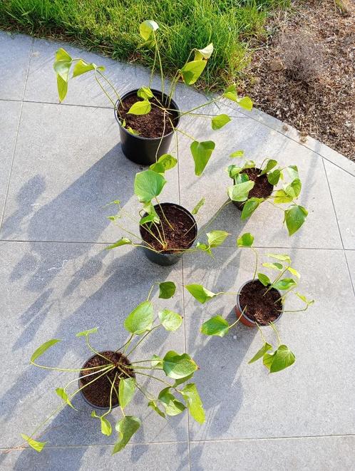 Flaminigoplant Anthurium, Huis en Inrichting, Kamerplanten, Overige soorten, Minder dan 100 cm, Bloeiende kamerplant, In pot, Ophalen