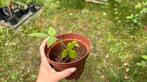 Zomerframboos Rubis Idaeus Tulameen, Tuin en Terras, Planten | Tuinplanten, Ophalen, Zomer, Vaste plant, Fruitplanten