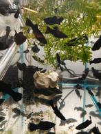 Black molly's, Dieren en Toebehoren