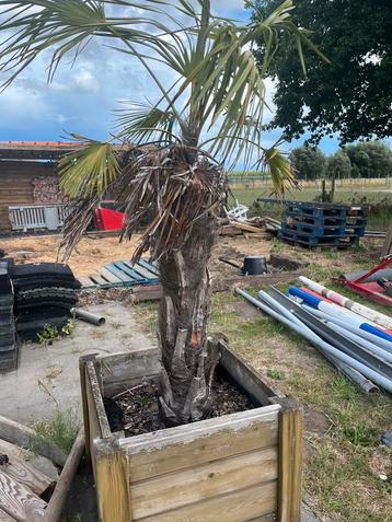Palmboom met bak, Enlèvement, Palmier
