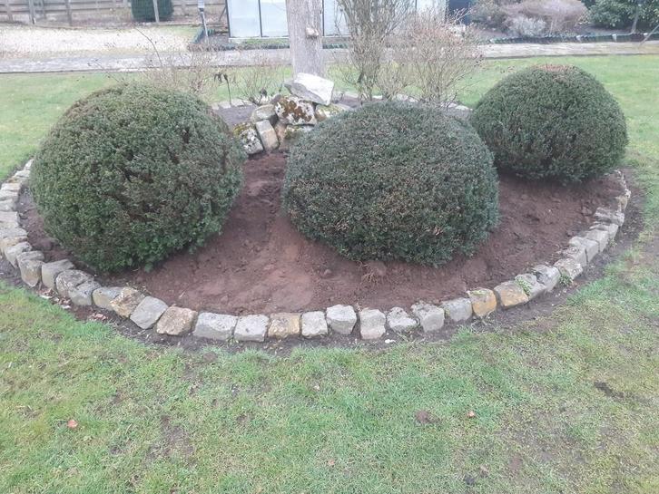 3 bollen Taxus Baccata – diameter 100 tot 120 cm, Jardin & Terrasse, Plantes | Jardin, Plante fixe, Autres espèces, Printemps