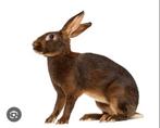 Kruising belgische haas en steenkonijn