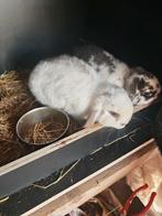 Nog 4 jongen Nederlandse hangoortjes, Animaux & Accessoires, Lapins, 0 à 2 ans