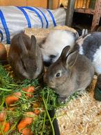 Babykonijntjes te koop