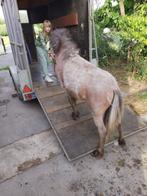 Het veulen zal tussen 1m15 en 1m35 zijn, Hengst, Onbeleerd, C pony (1.27m tot 1.37m), 0 tot 2 jaar
